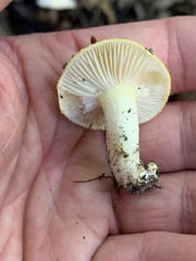 Hygrophorus chrysodon