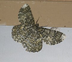 Amblychia subrubida
