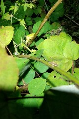 Solidago canadensis hargeri