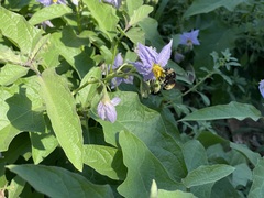 Bombus pensylvanicus
