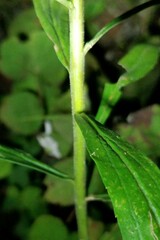 Solidago canadensis hargeri