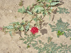 Nyctaginia capitata