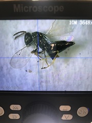 Pteromalidae