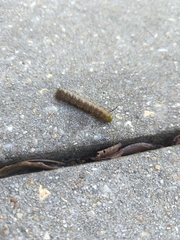 Anisota virginiensis