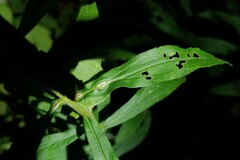 Solidago canadensis hargeri