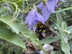 Bombus pensylvanicus