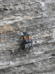 Megacerus discoidus
