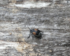 Megacerus discoidus