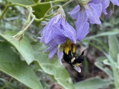 Bombus pensylvanicus