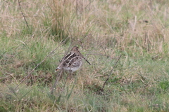 Gallinago paraguaiae