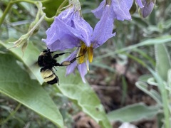 Bombus pensylvanicus