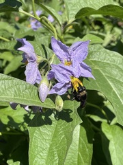 Bombus pensylvanicus