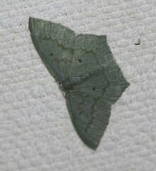 Maxates centrophylla