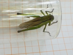 Mecostethus parapleurus