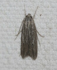 Phloeograptis obliquata