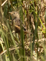 Cistothorus stellaris