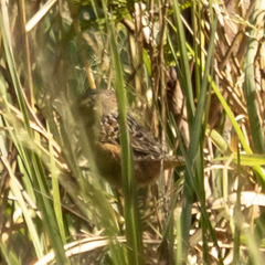 Cistothorus stellaris