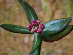Kalmia microphylla