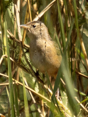 Cistothorus stellaris