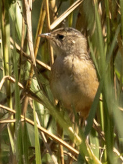 Cistothorus stellaris