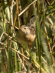 Cistothorus stellaris