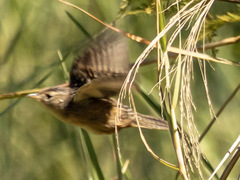 Cistothorus stellaris