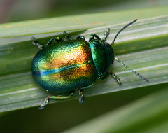 Chrysolina graminis