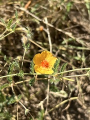 Kallstroemia grandiflora