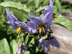 Bombus pensylvanicus