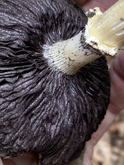 Stropharia rugosoannulata