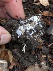 Stropharia rugosoannulata