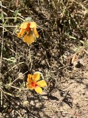 Kallstroemia grandiflora