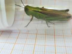 Mecostethus parapleurus