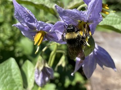 Bombus pensylvanicus