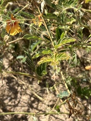 Kallstroemia grandiflora