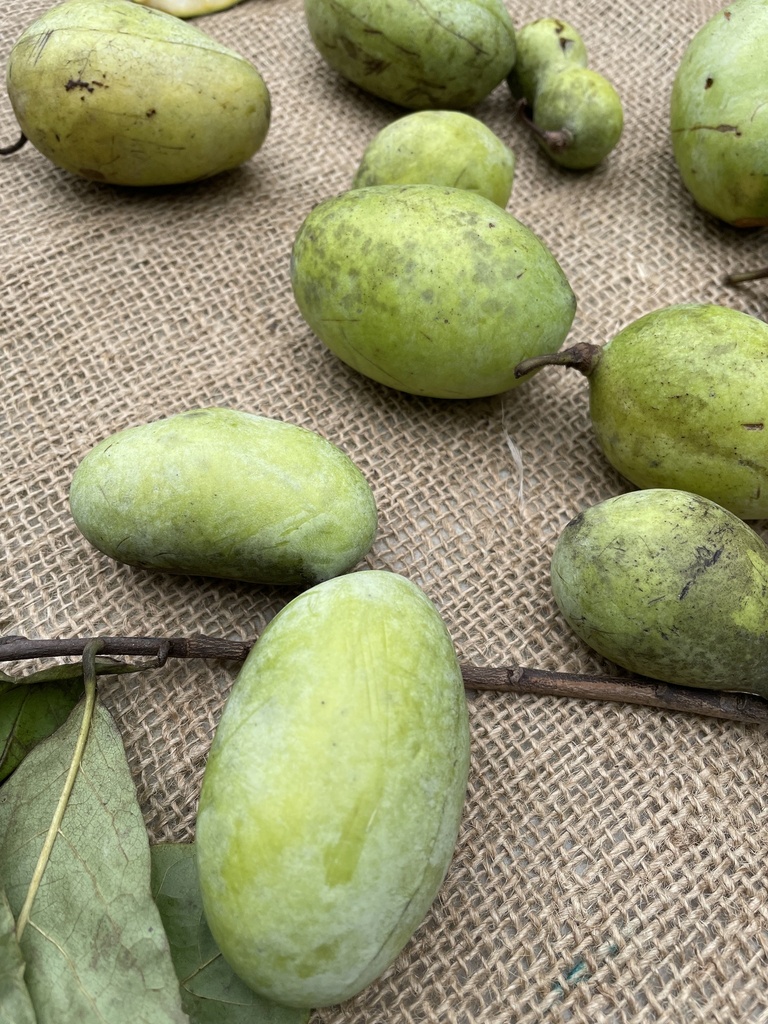 common pawpaw from Green Acre Rd, Towson, MD, US on September 30, 2022 ...
