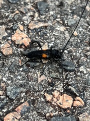 Tragidion coquus