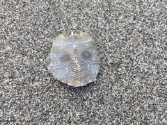 Blepharipoda occidentalis