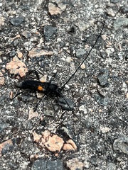 Tragidion coquus