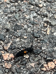 Tragidion coquus