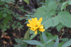 Rudbeckia laciniata heterophylla
