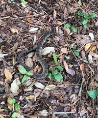 Nerodia fasciata pictiventris