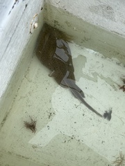 Leucoraja erinaceus