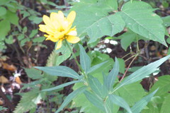 Rudbeckia laciniata heterophylla