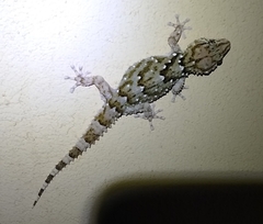 Chondrodactylus bibronii