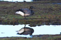 Branta bernicla