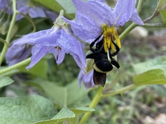 Bombus pensylvanicus