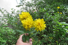 Rudbeckia laciniata heterophylla