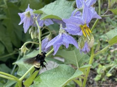 Bombus pensylvanicus
