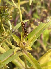 Cirrhophanus triangulifer